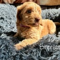 Empress - a Labradoodle puppy