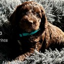 Prince - a Labradoodle puppy