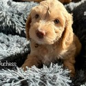 Duchess - a Labradoodle puppy