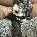 Joker - a Labradoodle puppy