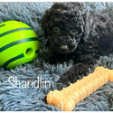 Shandlin - a Labradoodle puppy