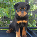 Rottweiler for sale