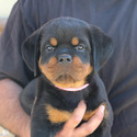 MOST GORGEOUS AKC GERMAN ROTTWEILER PUPPIES - a Rottweiler puppy