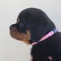 Rottweiler for sale