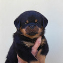 Rottweiler for sale