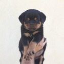 TOP QUALITY AKC GERMAN ROTTWEILER PUPPIES - a Rottweiler puppy