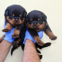 Rottweiler for sale