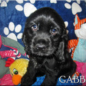 Gabby - a American Cocker Spaniel puppy