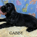 Gabby - a American Cocker Spaniel puppy