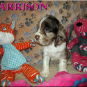Harrison - a American Cocker Spaniel puppy