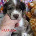 Harrison - a American Cocker Spaniel puppy