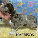 Harrison - a American Cocker Spaniel puppy
