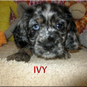 Ivy - a American Cocker Spaniel puppy