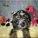Ivy - a American Cocker Spaniel puppy