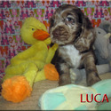 American Cocker Spaniel for sale