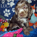 Luca - a American Cocker Spaniel puppy