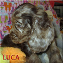 Luca - a American Cocker Spaniel puppy