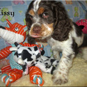 American Cocker Spaniel for sale