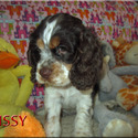 Missy - a American Cocker Spaniel puppy