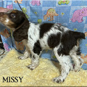 Missy - a American Cocker Spaniel puppy