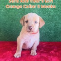Labrador Retriever for sale