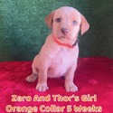 Orange Collar - a Labrador Retriever puppy