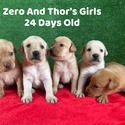 Pink Collar - a Labrador Retriever puppy