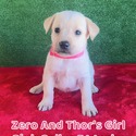 Labrador Retriever for sale