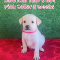 Pink Collar - a Labrador Retriever puppy