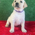 Purple Collar - a Labrador Retriever puppy