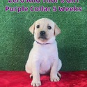 Labrador Retriever for sale
