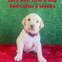 Red Collar - a Labrador Retriever puppy