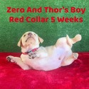 Labrador Retriever for sale