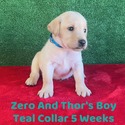 Labrador Retriever for sale