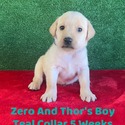Teal Collar - a Labrador Retriever puppy