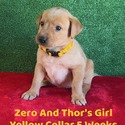 Labrador Retriever for sale