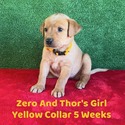 Yellow Collar - a Labrador Retriever puppy