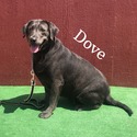 Labrador Retriever for sale
