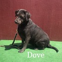 Dove - a Labrador Retriever puppy