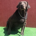 Dove - a Labrador Retriever puppy
