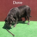 Dove - a Labrador Retriever puppy