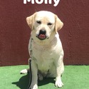 Labrador Retriever for sale