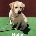Molly - a Labrador Retriever puppy