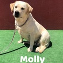Molly - a Labrador Retriever puppy