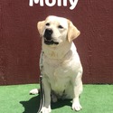 Molly - a Labrador Retriever puppy