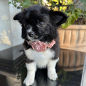 MISSY - a Chihuahua puppy