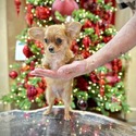 TEDDY - a Chihuahua puppy