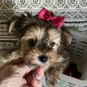 Ivy - a Yorkshire Terrier puppy