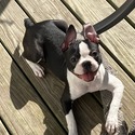 Daisy - a Boston Terrier puppy