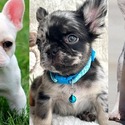 Dogs and Puppies for sale - a French Bulldog puppy
